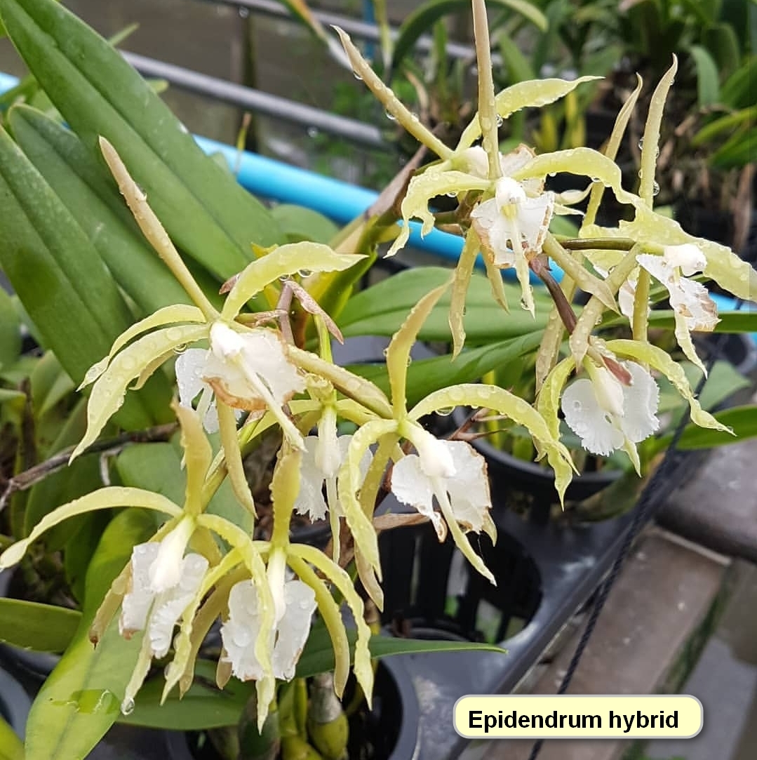 Epidendrum hybrid