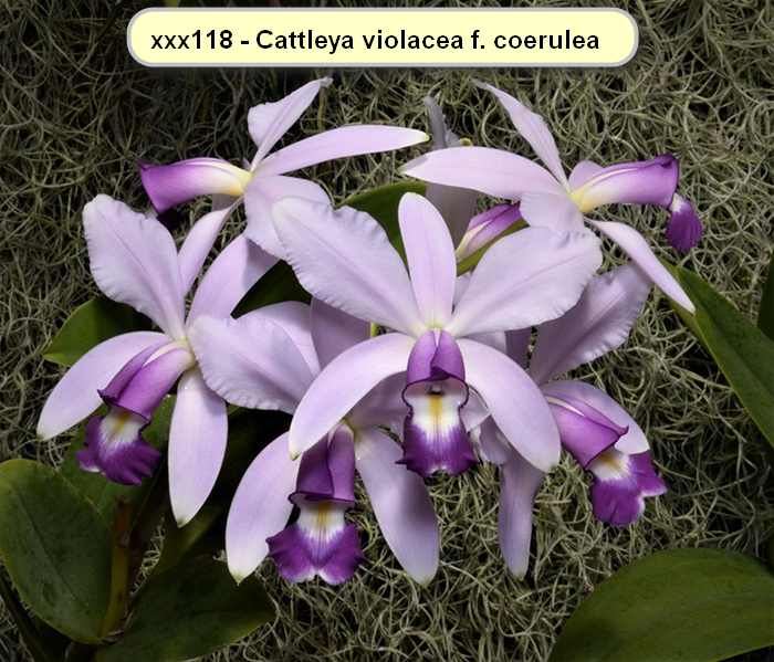 Cattleya violacea f. coerulea