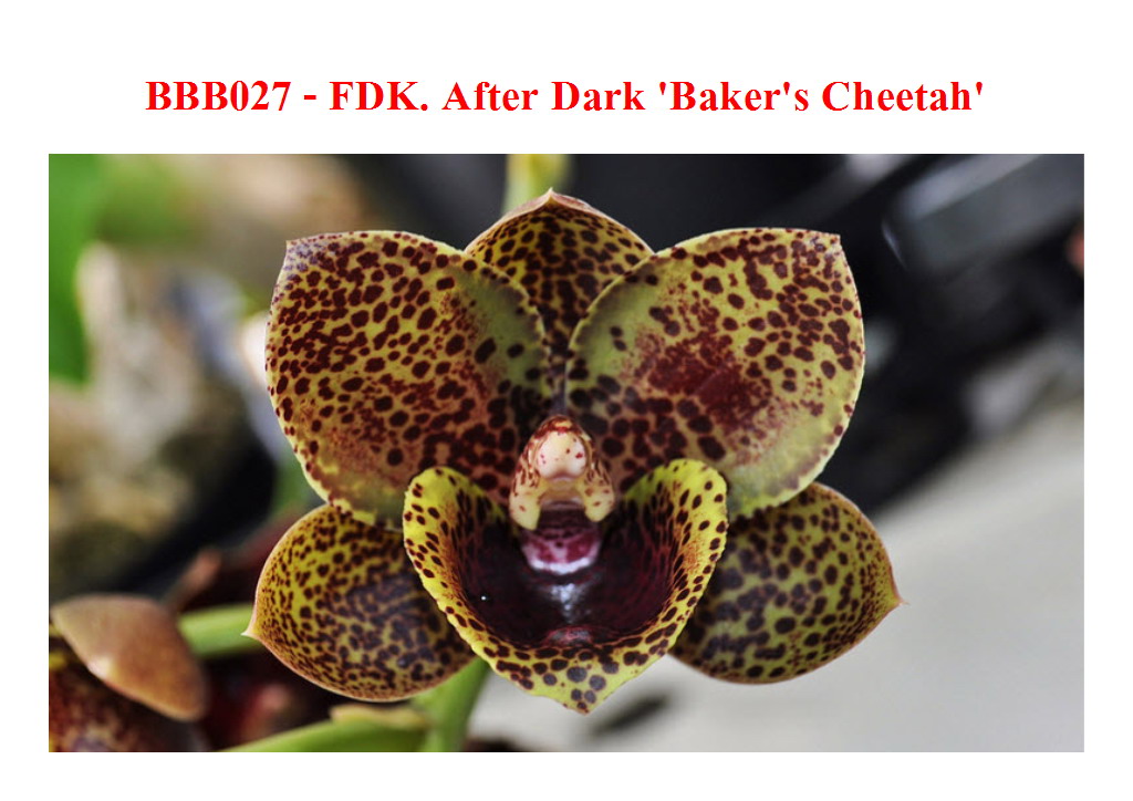 FDK. After Dark 'Baker's Cheetah'