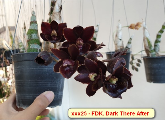 FDK. Dark There After