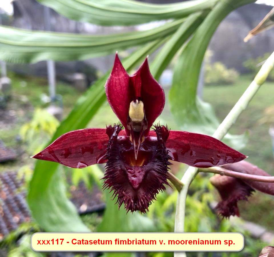 Catasetum fimbriatum v. morrenianum