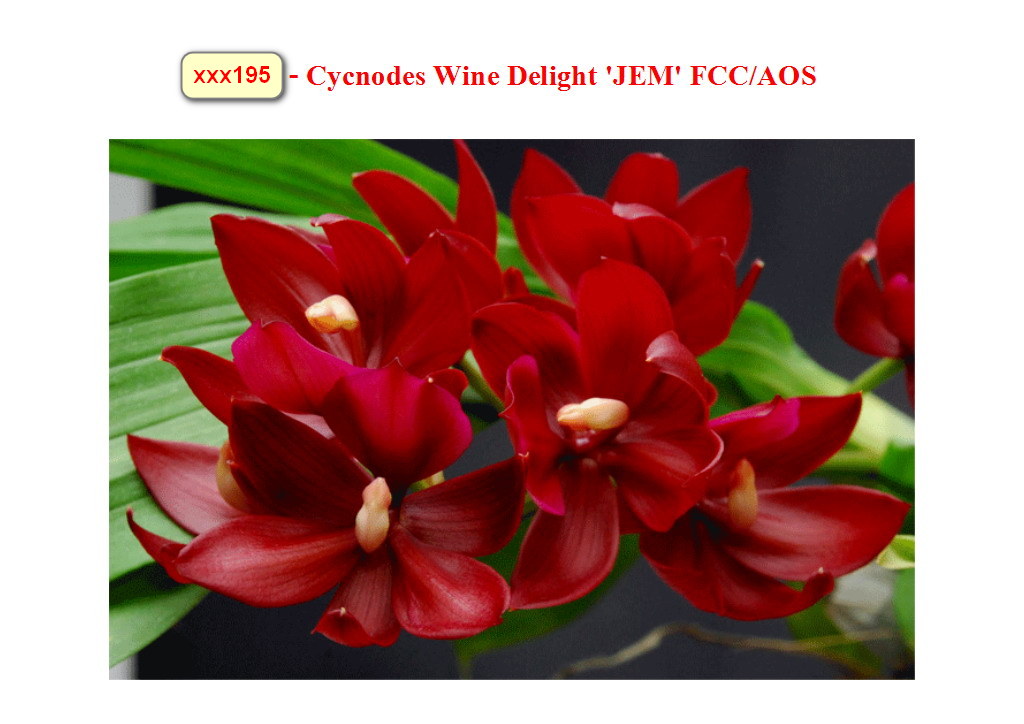 Cycnodes Wine Delight 'JEMs' FCC/AOS