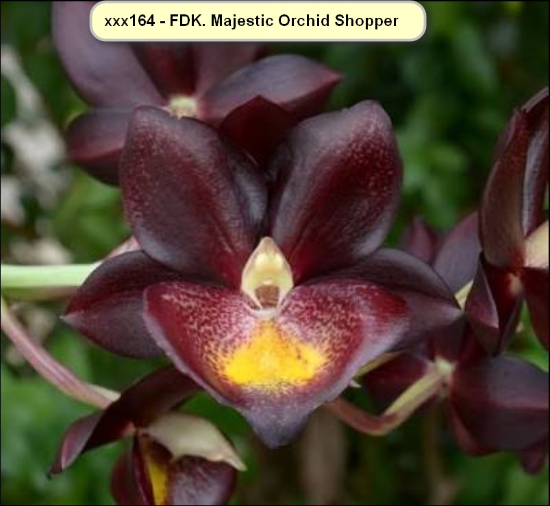 FDK. Majestic Orchids Shopper