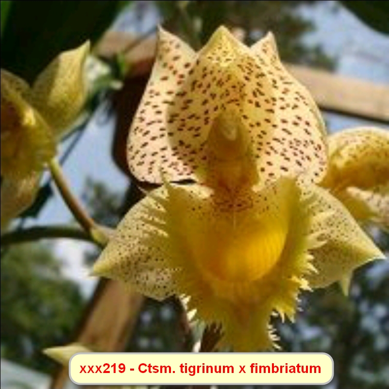 Ctsm. tigrinum x fimbriatum