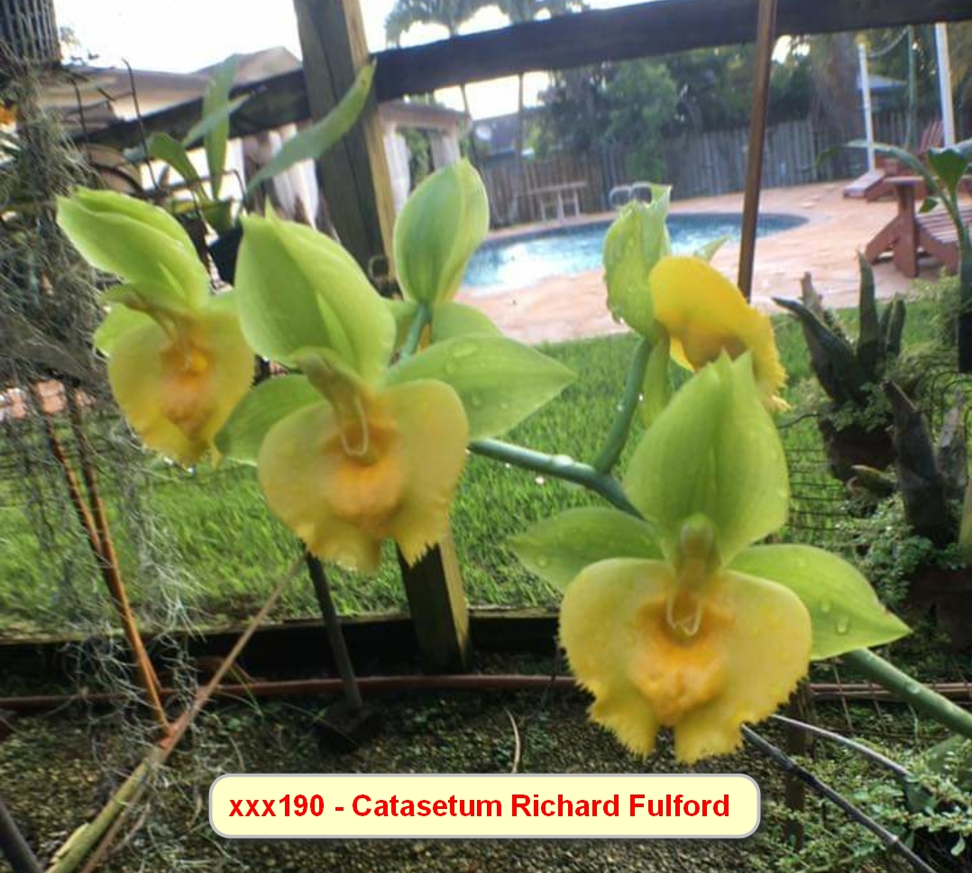 Catasetum Richard Fulford