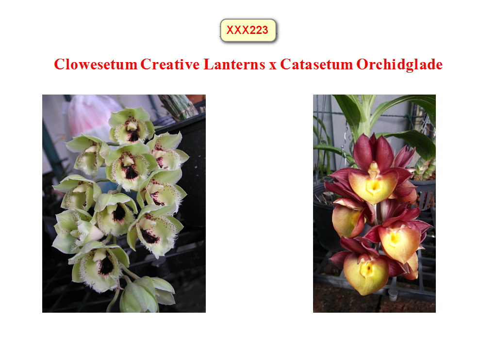 Clo. Creative Lantern x Ctsm. Orchidglade