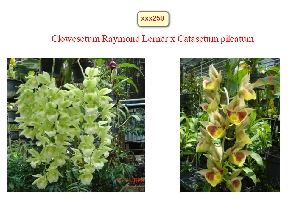 Clo. Raymond Lerner x Ctsm. pileatum