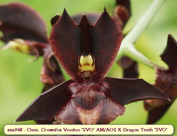 Catasetum Crownfox Voodoo ‘SVO’ AM/AOS X Dragon Teeth ‘SVO’ AM/AOS