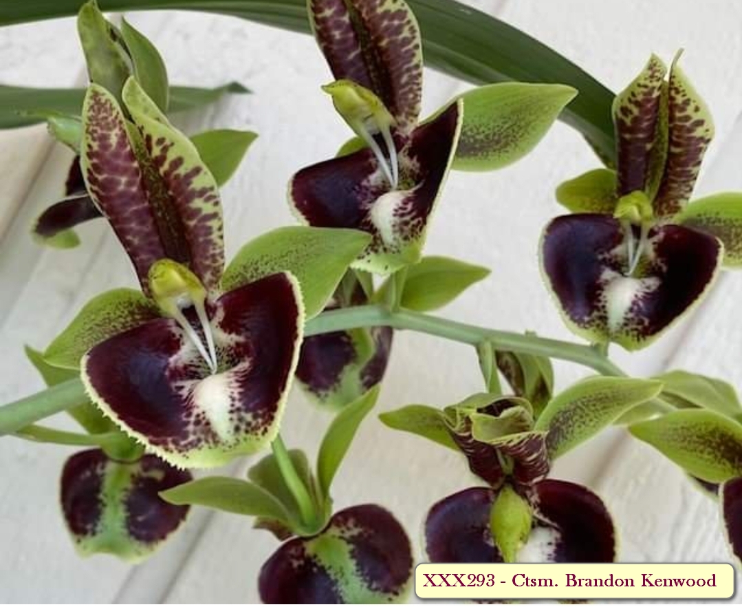 Ctsm. Brandon Kenwood