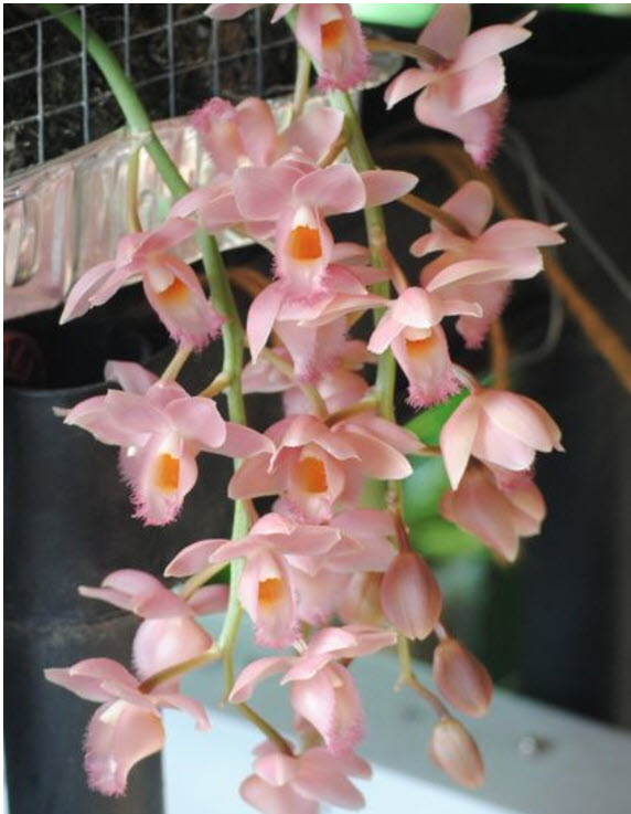 Clo. Dragons Treasure 'J.E.M' AM/AOS