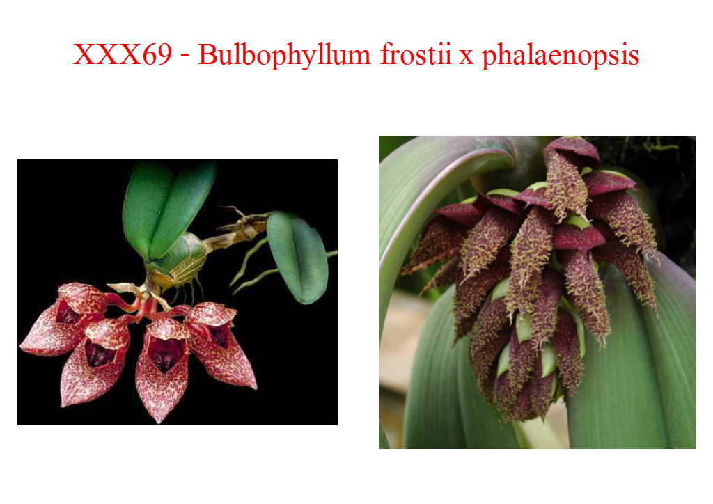 Bulb. frostii x phalaenopsis