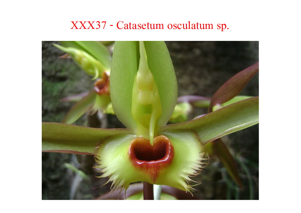 Catasetum osculatum species