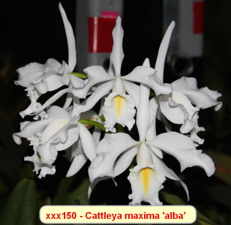 Cattleya maxima f. alba
