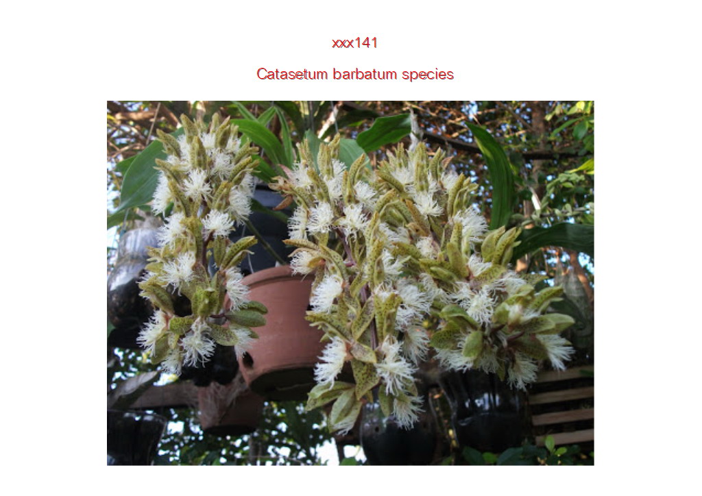 Catasetum babartum species