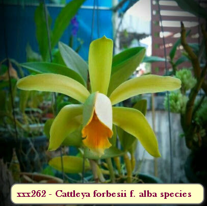 Cattleya forbesii f. alba species
