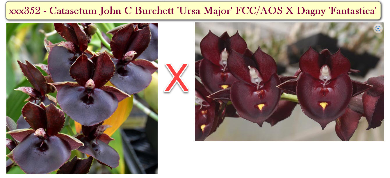 Catasetum John C Burchett 'Ursa Major' FCC X Dagny 'Fantastica'