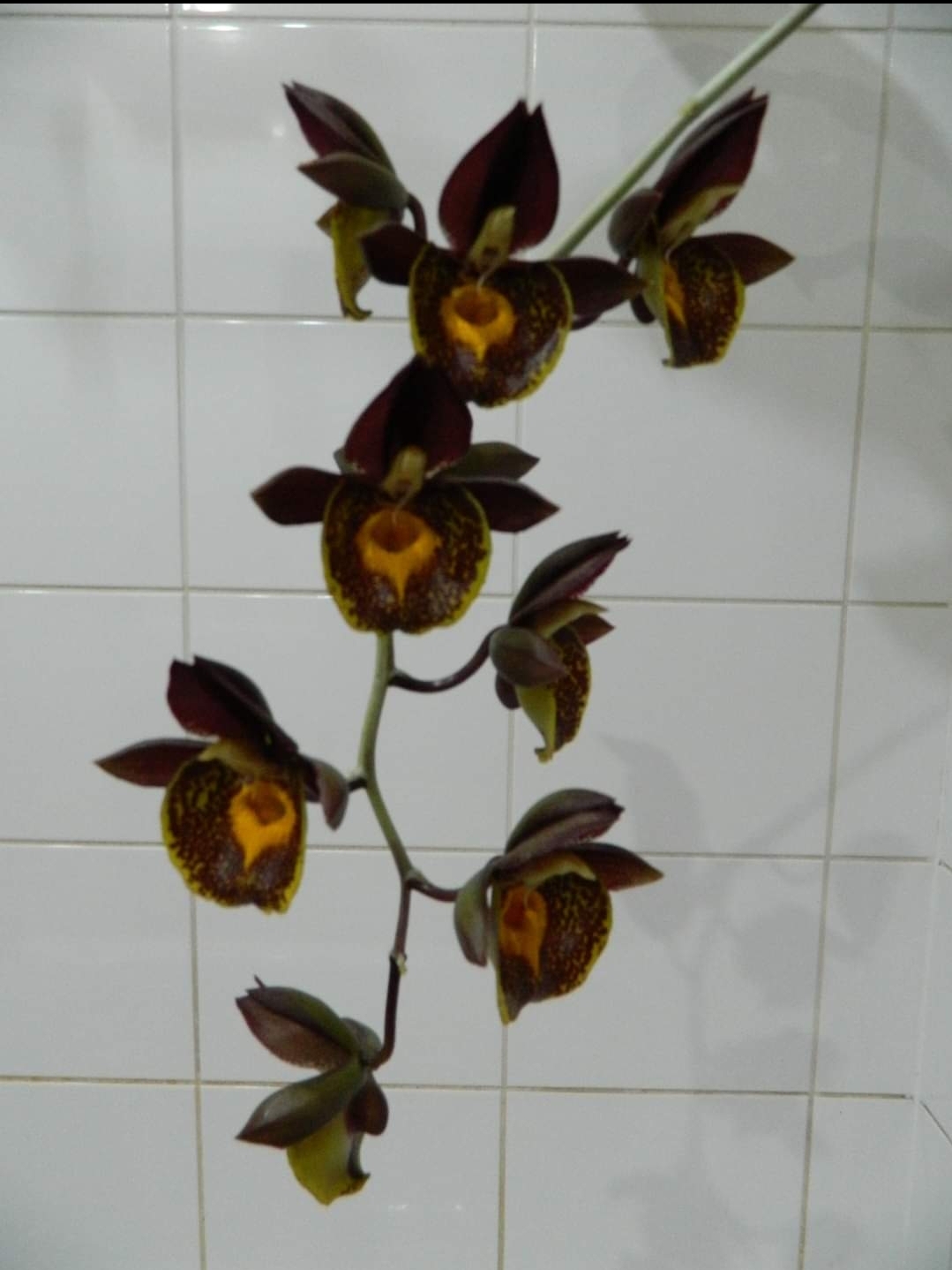 Ctsm. Gerhard Leiste 'Jumbo Orchids' (pileatum x Jumbo Pearl) /