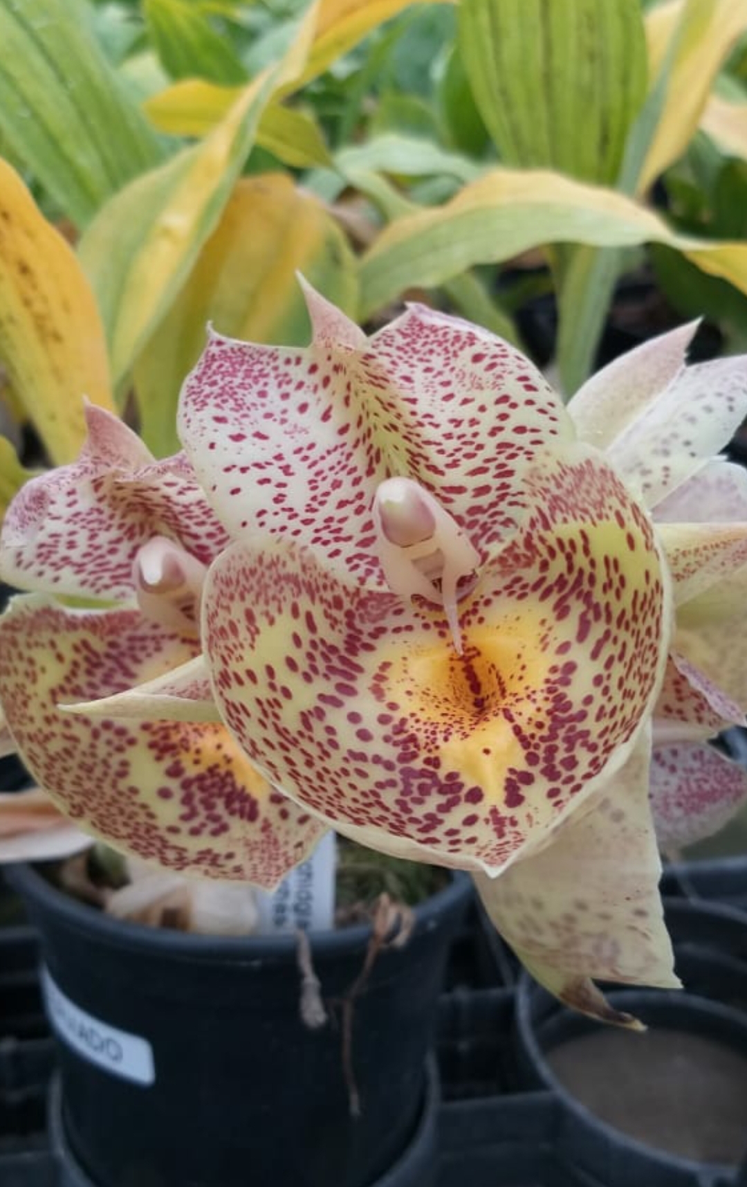 Ctsm. Orchidglade 'Davie Ranches'