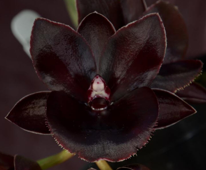 FDK. After Midnight ‘SVO Dark Beauty’ X Ctsm Orchidglade ‘JTM’