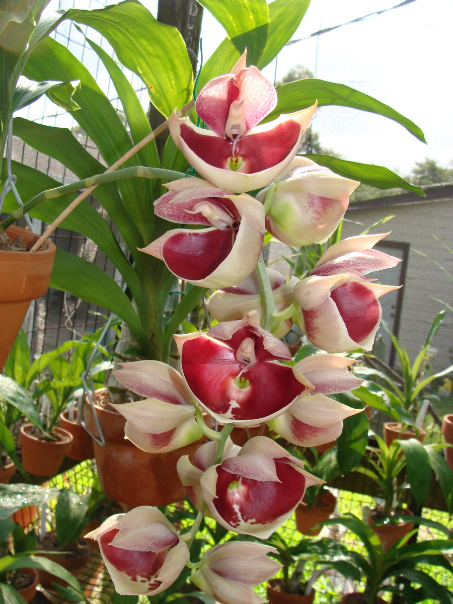 Ctsm. pileatum var. imperale 'Pierre Couret' AM/AOS species