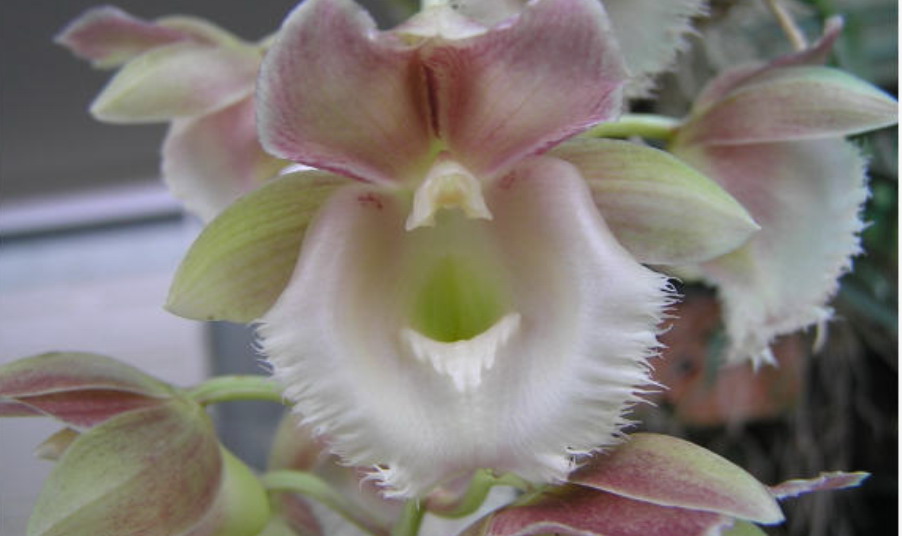 Clowesetum Manny Tavarez