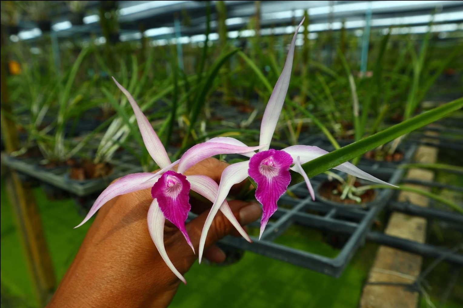 Brassocattleya Amethyst