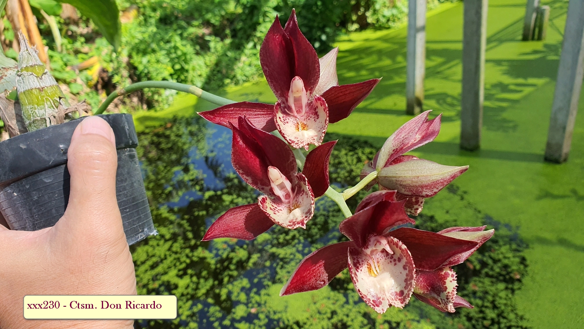 Catasetum Don Ricardo