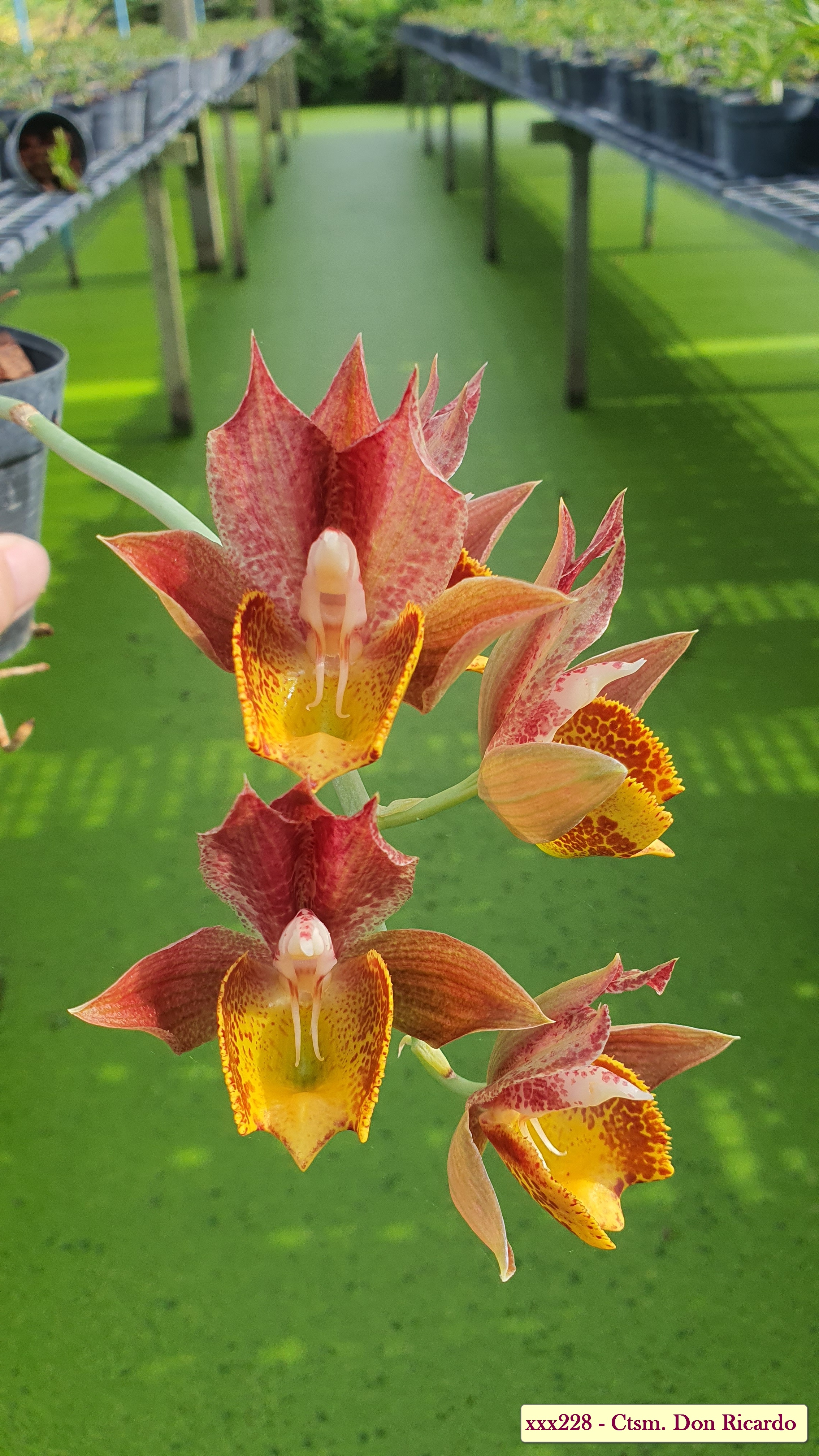 Catasetum Don Ricardo