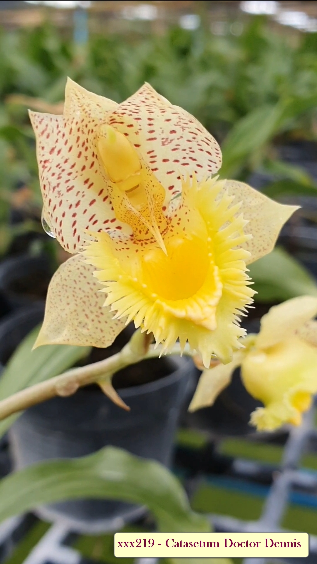 Ctsm. tigrinum x fimbriatum