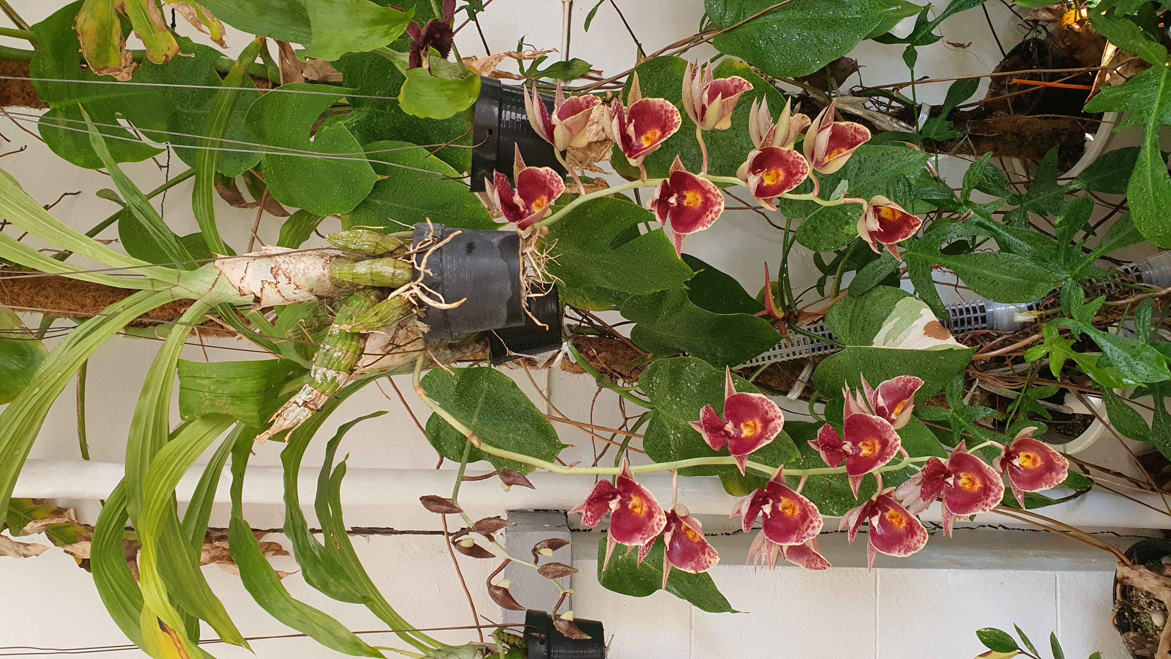 Clowesetum Raymond Lerner x Ctsm. pileatum