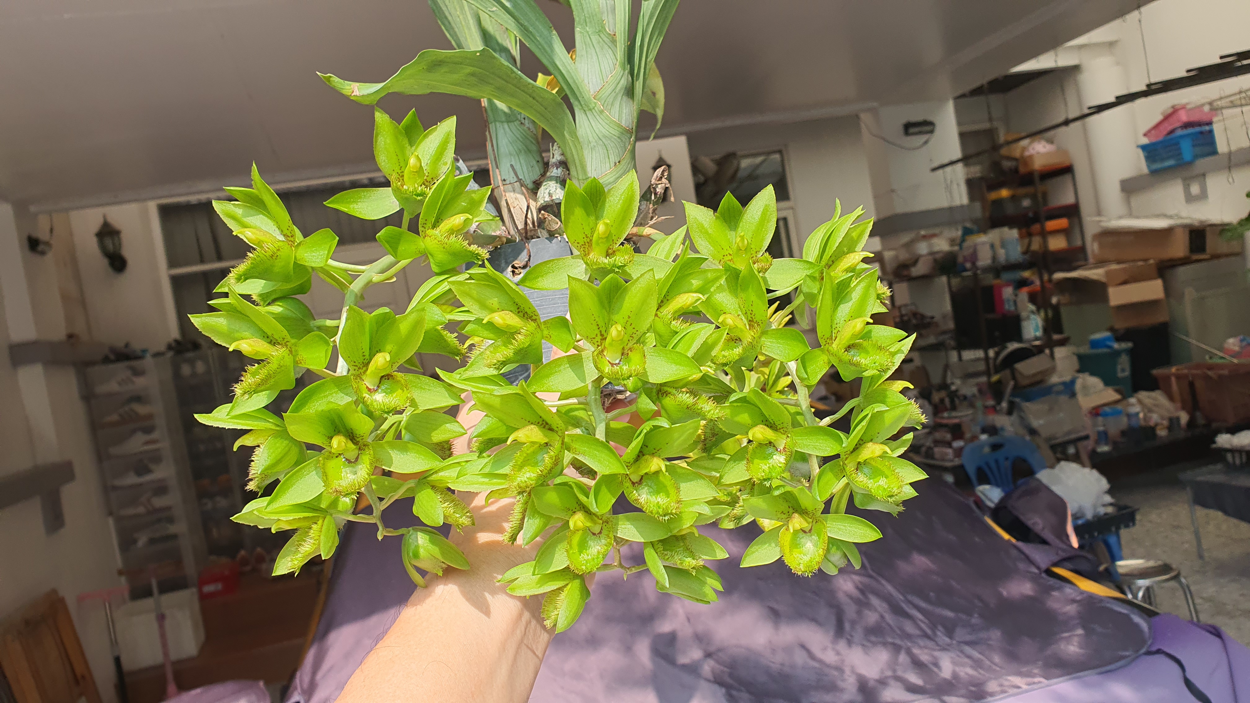 Clowesetum Loppe Farlanciae