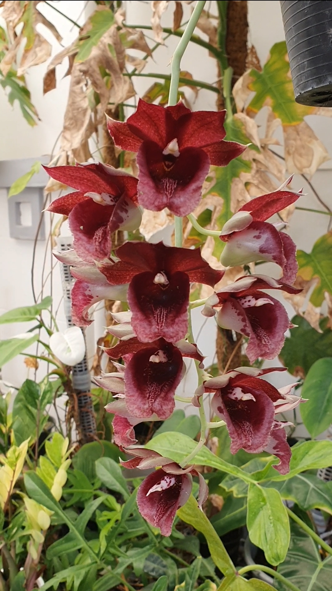 Clowesetum Mark Margolis