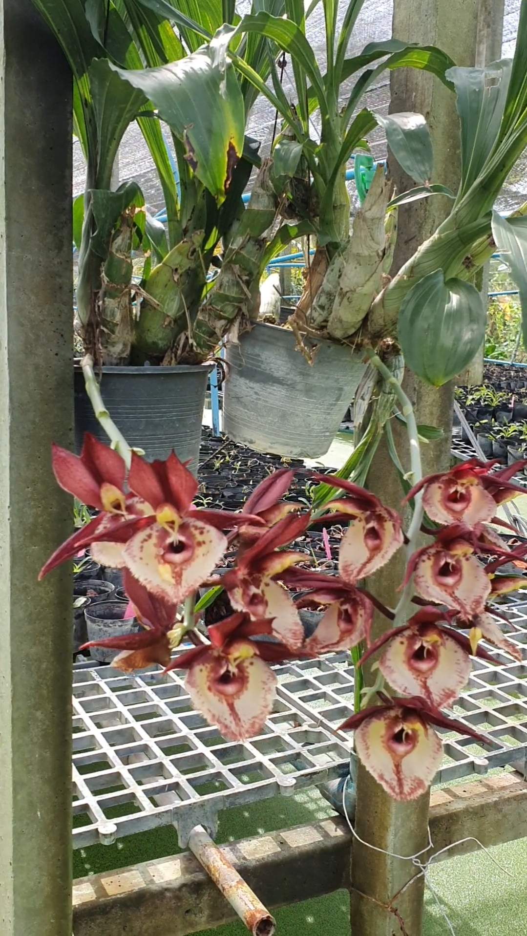 Catasetum incurvum x Orchidglade