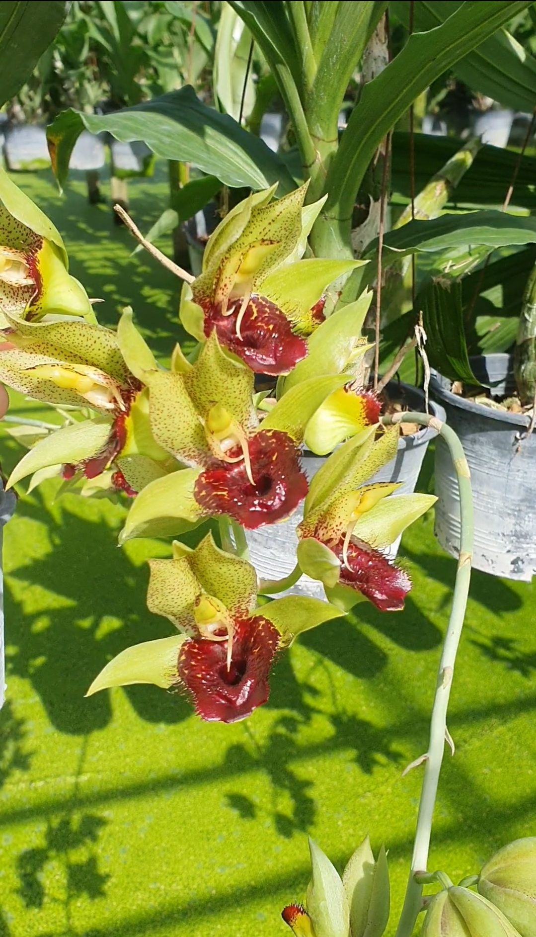 Catasetum Green Drogon 'Chloe' HCC/AOS