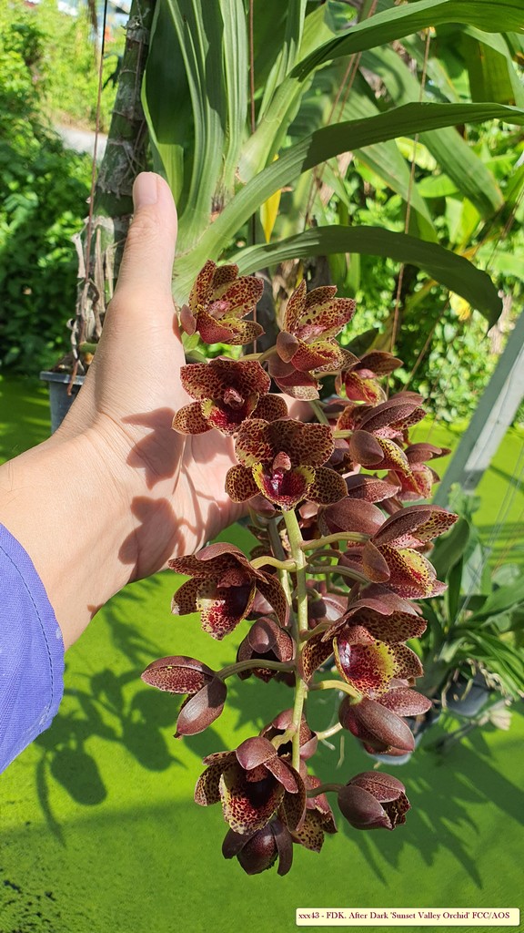FDK. After Dark 'Sunset Valley Orchid' AM/AOS