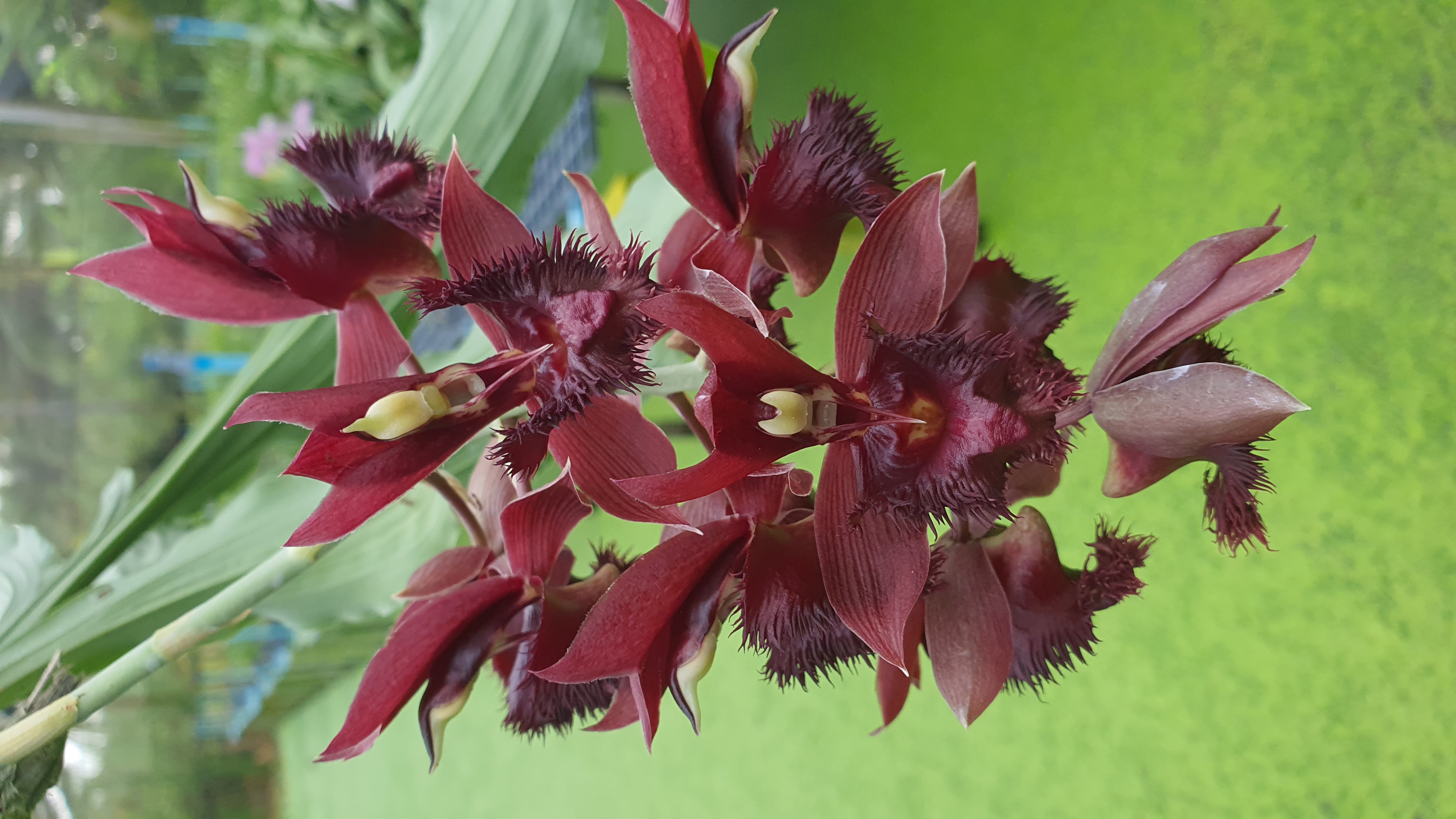 Catasetum fimbriatum v. morrennianum species