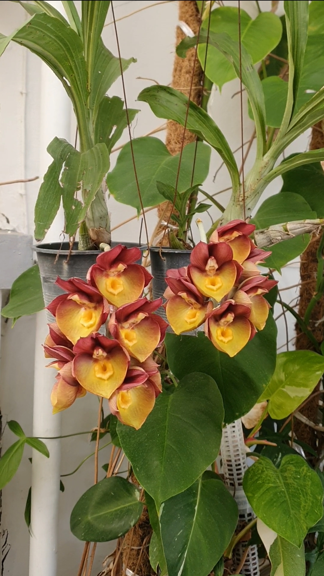 Catasetum Orchidglade
