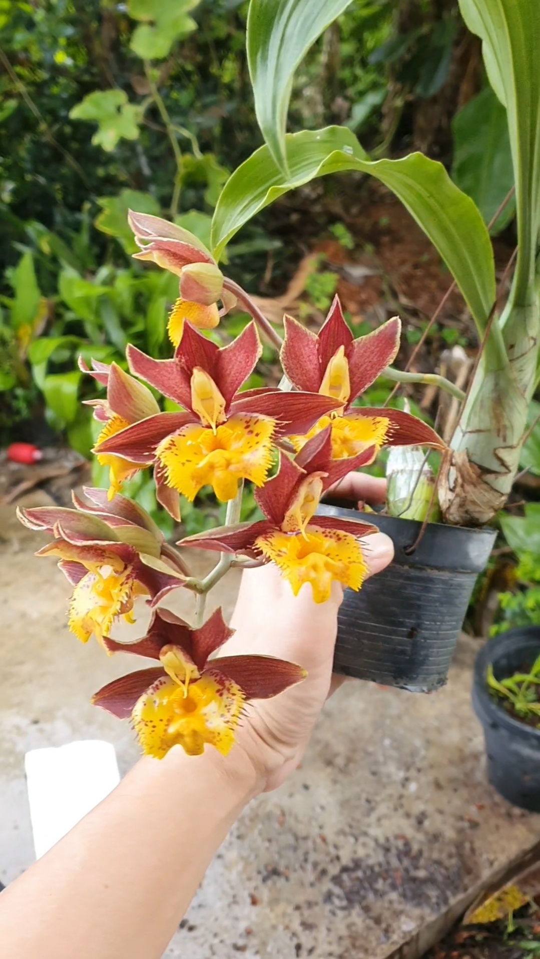 Ctsm. Jumbo Tycoon x Ctsm. Susan Fuchs 'Burgundy Chips' FCC/AOS