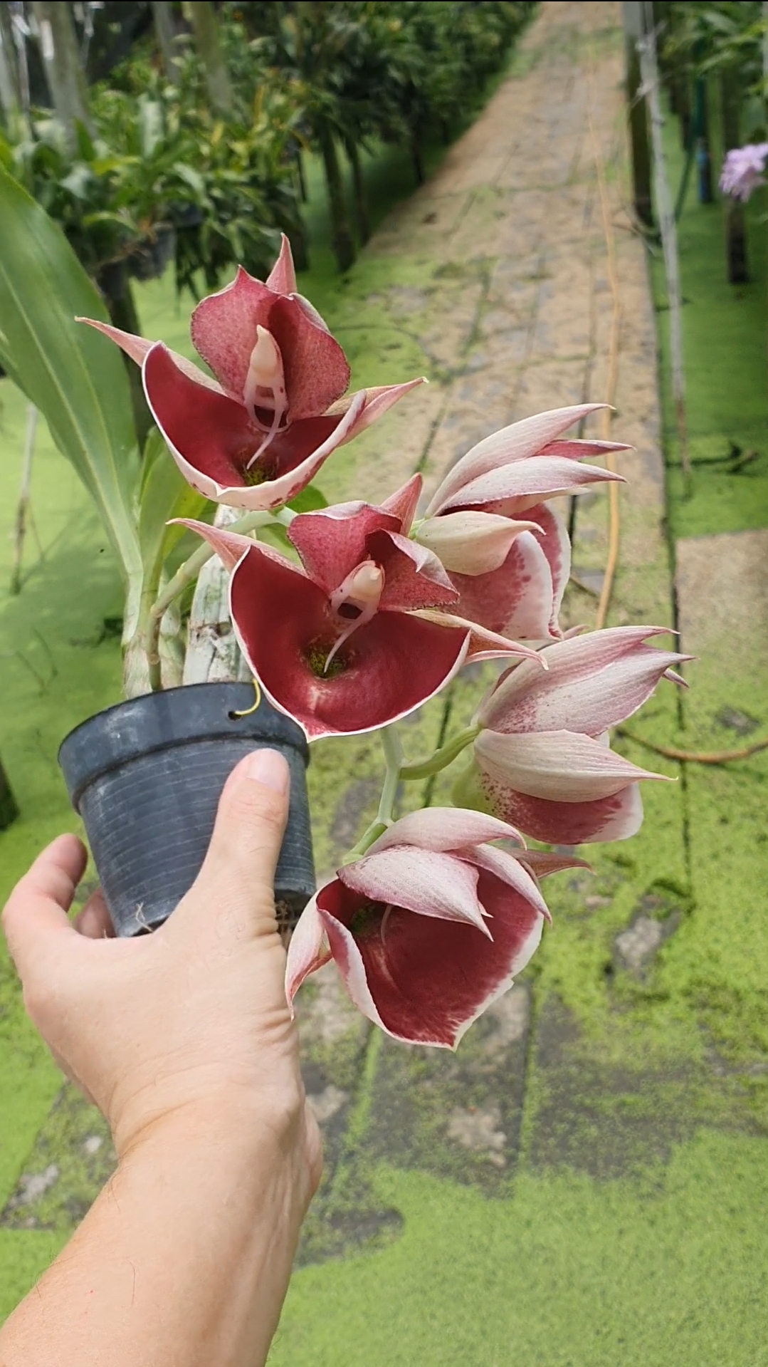 Catasetum pileatum 'Red' species