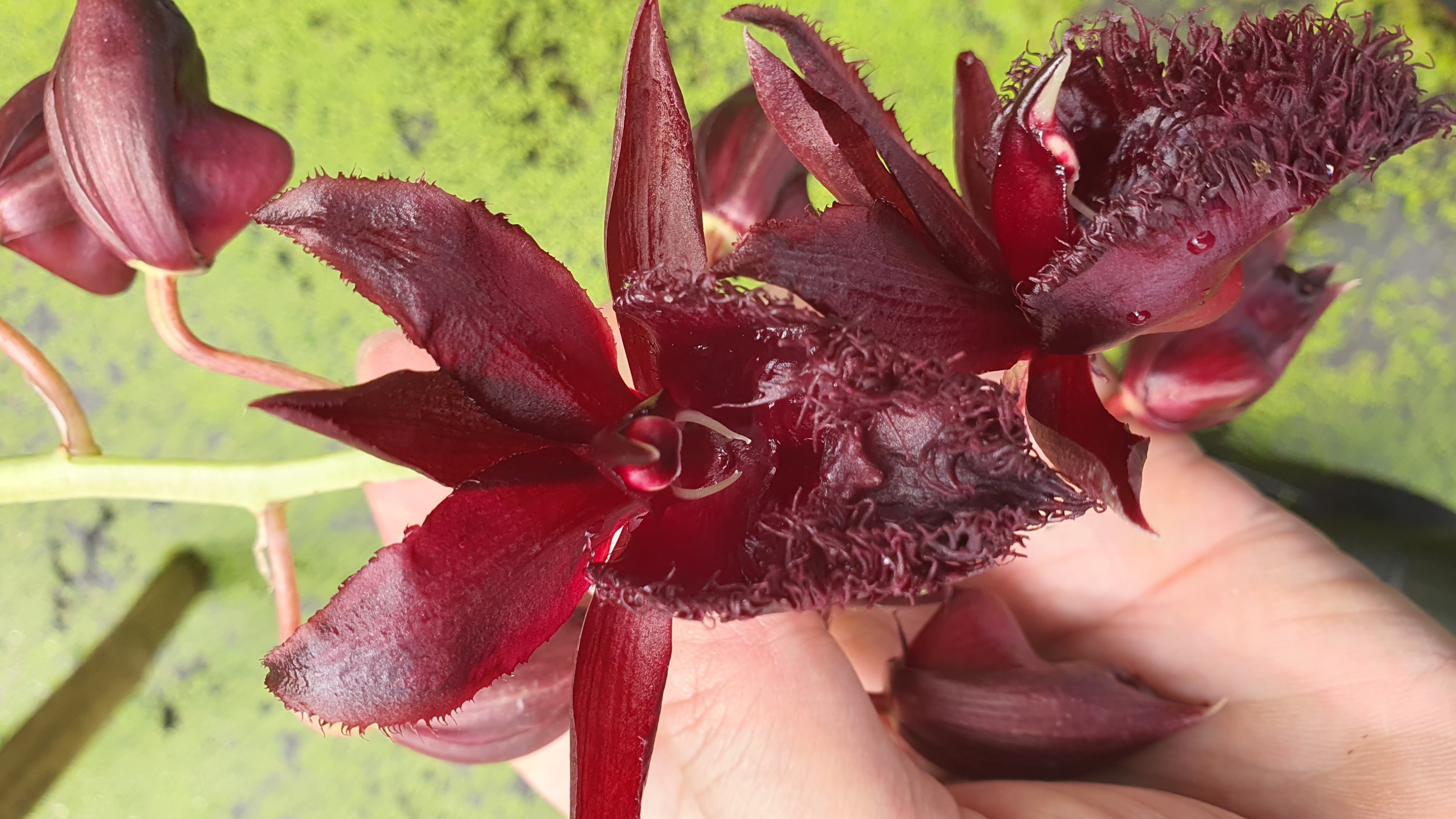 Fdk. Midnight Lace 'SVO' x Ctsm. Frilly Doris 'SVO II' AM/AOS