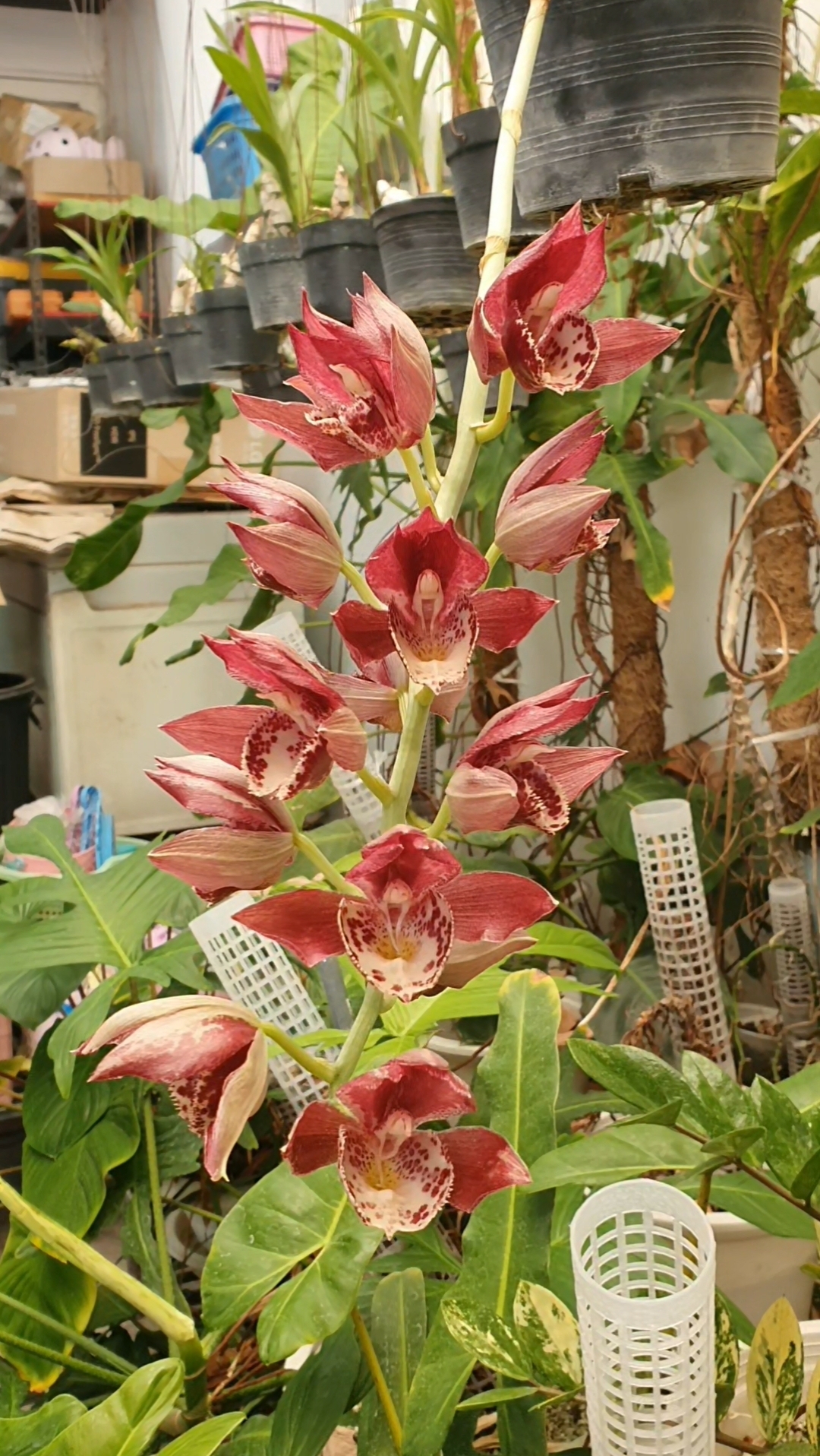 Catasetum Don Ricardo