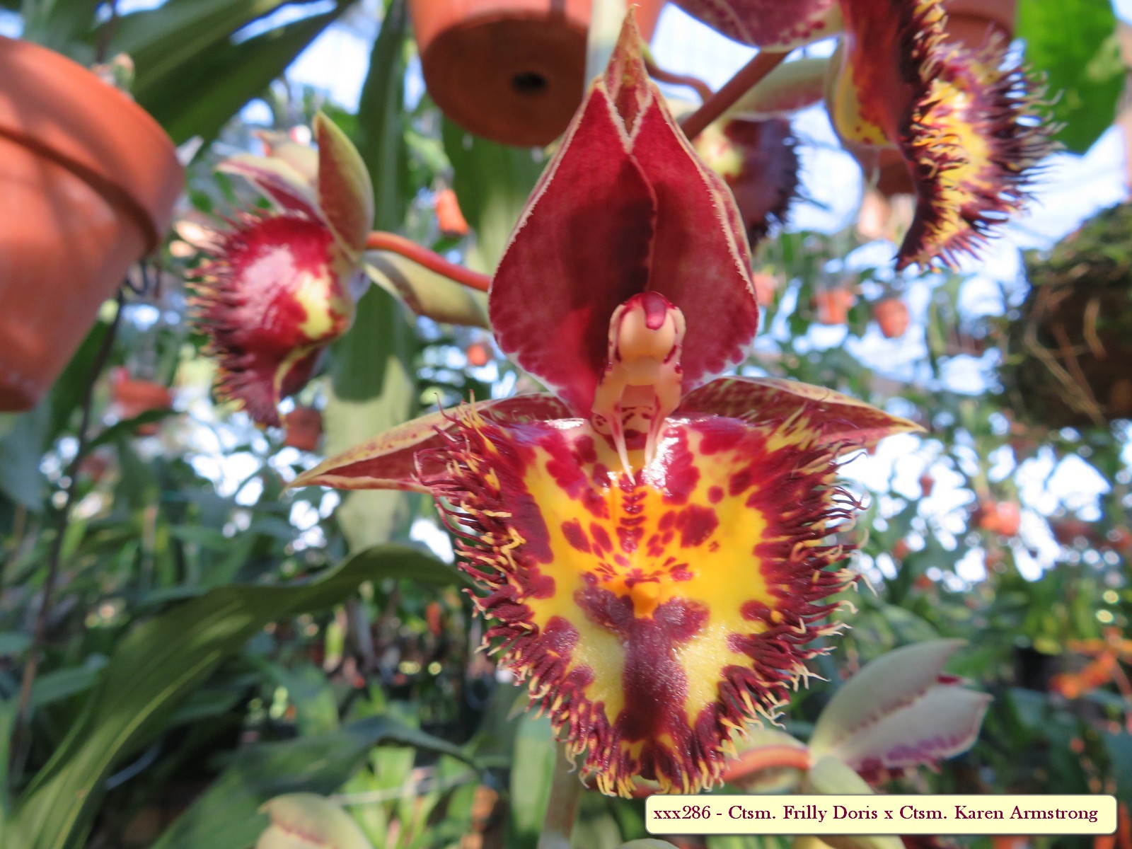 Ctsm. Frilly Doris x Ctsm. Karen Armstrong