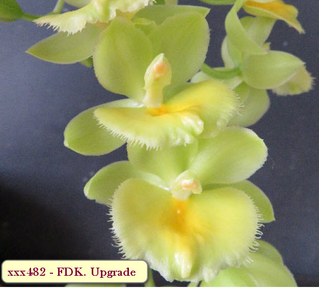 FDK. Upgrade