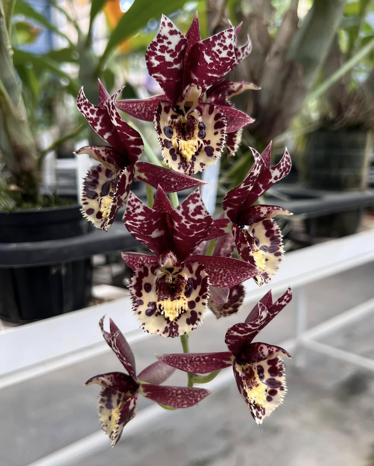 Ctsm. Dentigrianum 'Very Nice' x Ctsm. Susan Fuchs 'Burgundy Chips' FCC/AOS